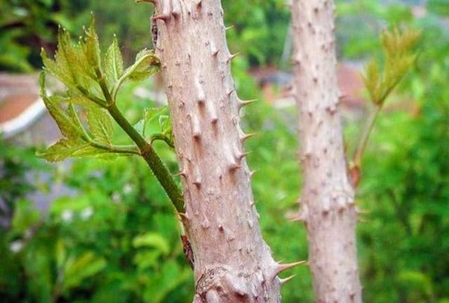 农村这种野菜，城里卖到40块1斤，被誉为“天下第一山珍”
