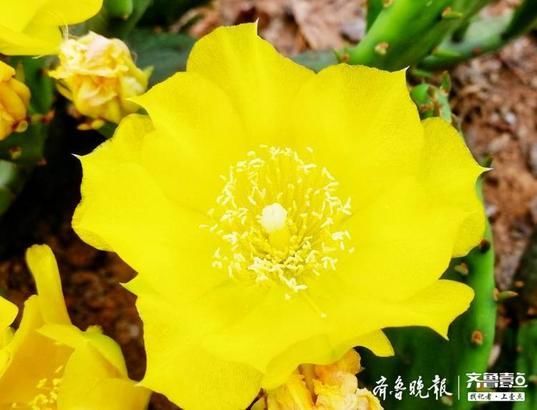  颜值|仙人掌花开见过吗？颜值也很高