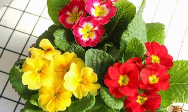 【不见】报春花盆栽得了斑点病和黄叶病,学会这四个办法,黄叶病斑都不见