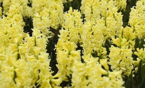  「西洋」被誉为“西洋水仙”的风信子，不同颜色的风信子的花语，你都了解吗？
