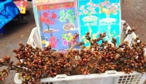  「路边」路边卖的这些花最好不要买，太多“陷阱”
