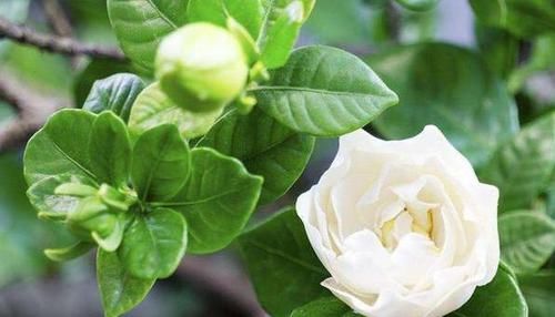  「栀子花」栀子花花苞掉一地?，改改几个“臭毛病”，大花苞砰砰开