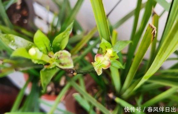  滋生|兰花浇水，2种“毒水”不能浇，滋生细菌烂根，直接把花浇死