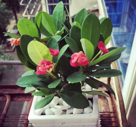  #识货#“识货人”都爱养4种花，打理简单，花期长花色艳，开花超漂亮