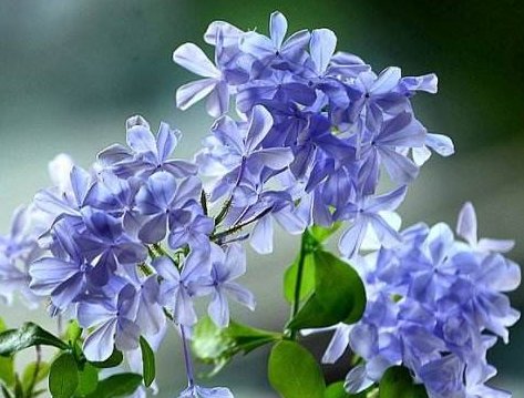  这款@懒人就养这款花卉，好养易打理，不费心还清心高雅，是盆栽佳品