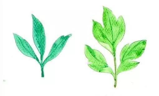 『牡丹』芍药和牡丹的区别图,看懂图就能轻松区分出来!