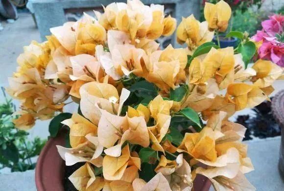 「暗斑夕阳红」这13种三角梅被称“开花机器”小苗就不断开花,适合阳台盆栽