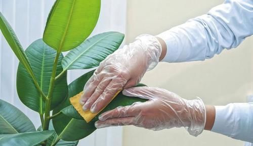  『植物的叶片』两三周给室内植物清洁一次叶片，远离病虫害，让叶子更油亮