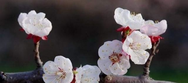  『大会』春天就是赏花大会，几种“野花”开成花海，看到这几种多欣赏欣赏