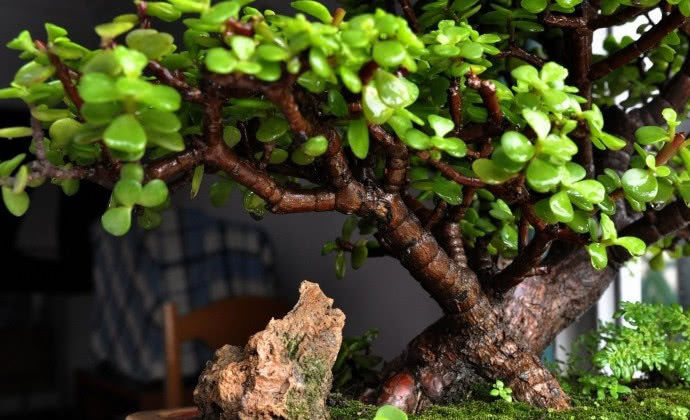  #金枝玉叶#金枝玉叶养的总掉叶？用这1个方法，枝条繁密长更旺！