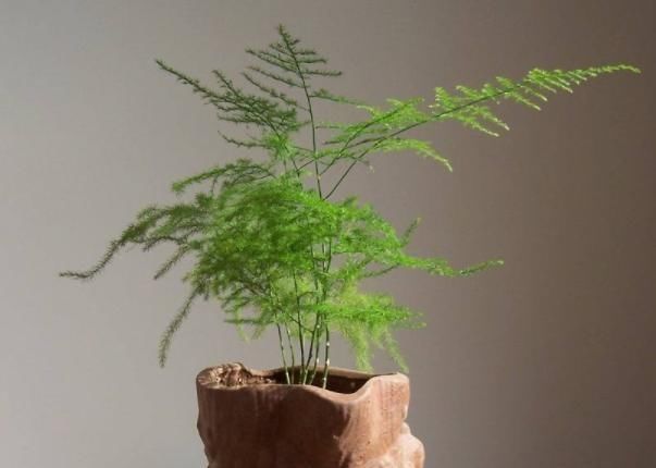  『躲雨』千奇百怪的花卉中，有这么2种植物，不喜欢下雨天，需在室内躲雨