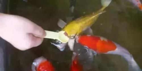  鱼缸：还在用鱼缸养鱼, 太难看了, 在阳台砌个鱼池漂亮又拉风!