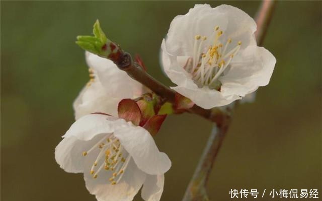 梅花的梅花的画