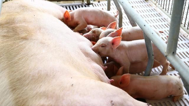  【补贴】船小好调头，农民小打小闹也能年入10万，比打工强