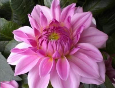 玫瑰@阳台盆栽选浪漫宝贝,一树多色花,漂亮不输玫瑰,四季开花