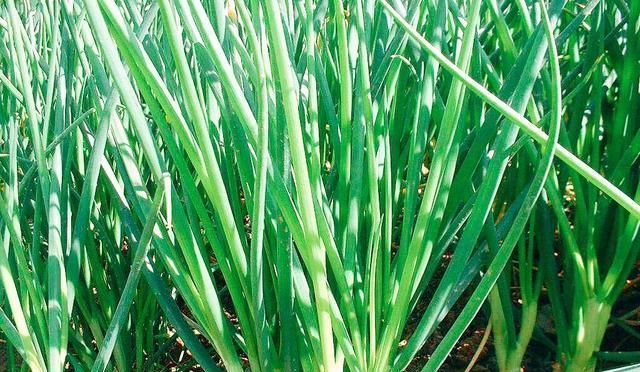 「蔬菜」北方春天吃什么时令蔬菜好?老厨师说:10种露地应季蔬菜可多吃!