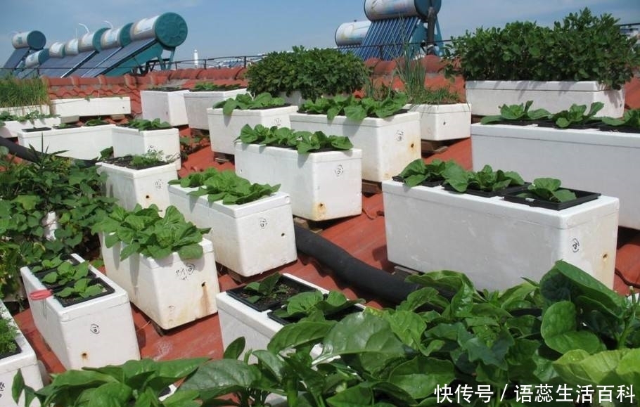 美国“屋顶农庄风”，会刮到中国吗？你们住房楼顶有吗