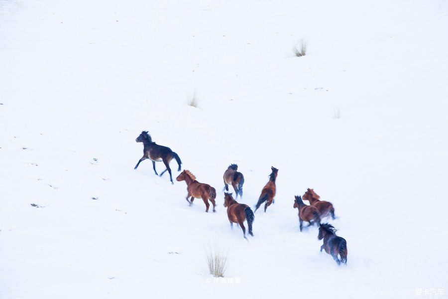 冬季新疆那拉提玩雪全攻略,水墨雪域画中游