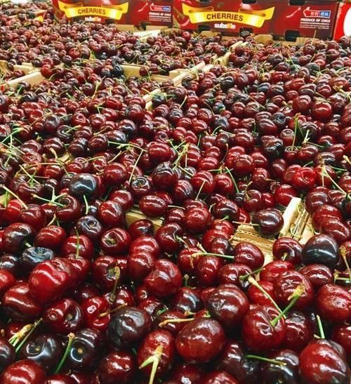 「增加光照」这水果太贵了，吃完留下核，还能种盆栽！