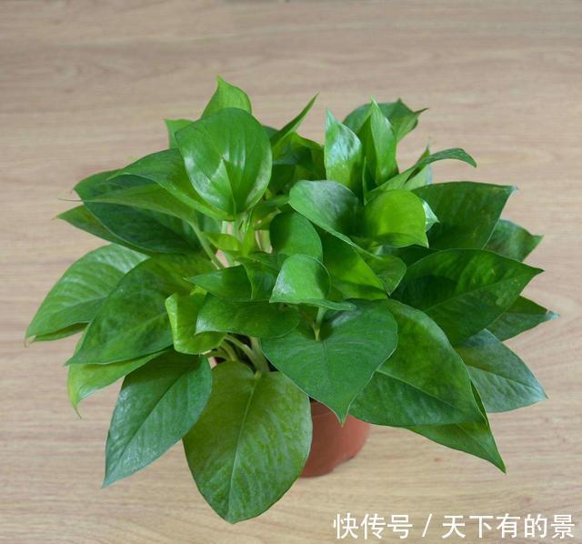 植物|2个“温度”不能养绿萝,不然黄叶立马空盆,北方人更要注意