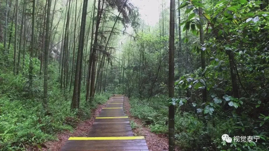 视觉志·泰宁丨央视名嘴性侵,媒体圈底裤有多脏,疫(yi)苗让人牙痒