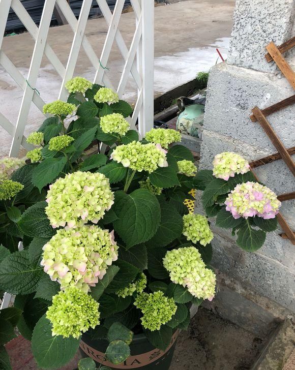  花卉■百花争艳的季节，养那几种花最适合，推荐这四种开花好看花期长
