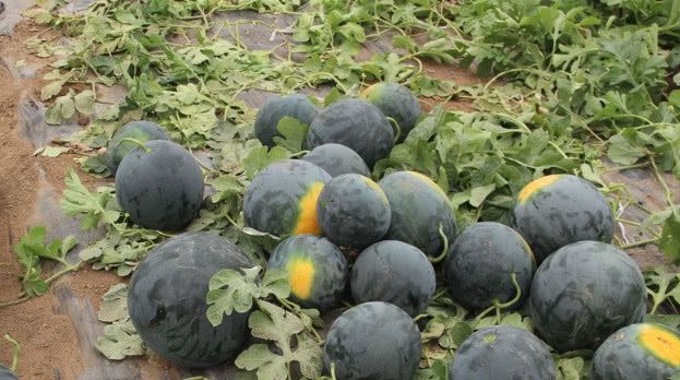 曾经风靡一时的“黑皮西瓜”，为何现在很少见了？原因让人意外