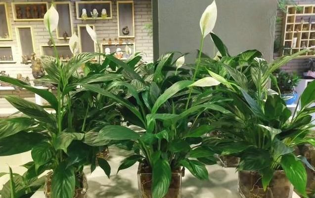  「栀子花」花盆里撒一把它,不管多难养的花,不烂根不黄叶,花开得更久
