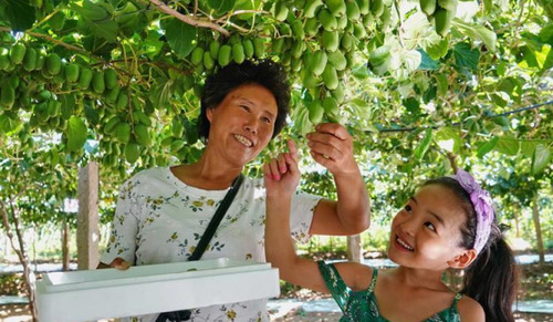 农村这种野果，亩产2000斤，一斤40元，年收入轻松几十万