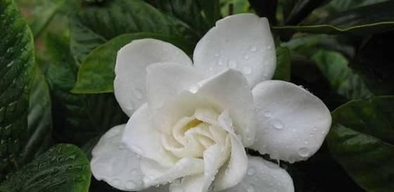  『栀子花』想在家种植栀子花吗？看完这几点，你就是养殖专家