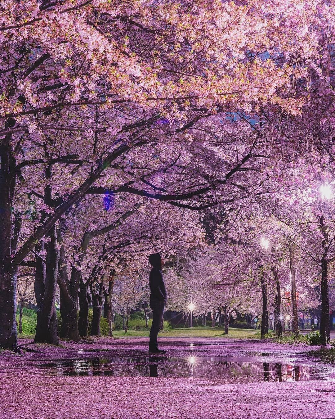 摄影欣赏:漫天樱花，水中倒影，竟然如同漫画世界一般!