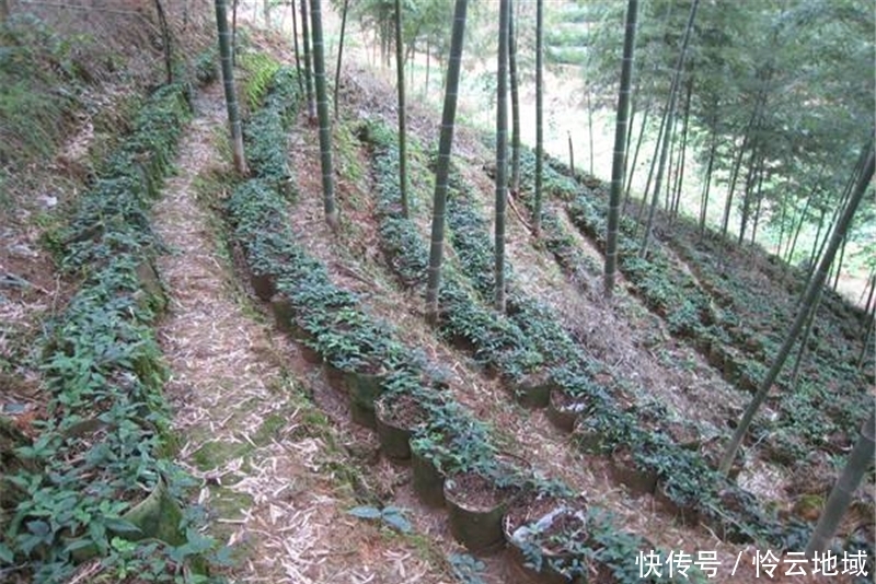  「三叶青」20年前一斤上千元热卖，如今一斤50元，很多农民还懒