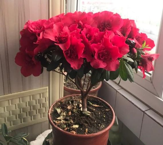  「胡萝卜素」杜鹃花养了这么久，一直没等到开花，现在连叶子也不保！