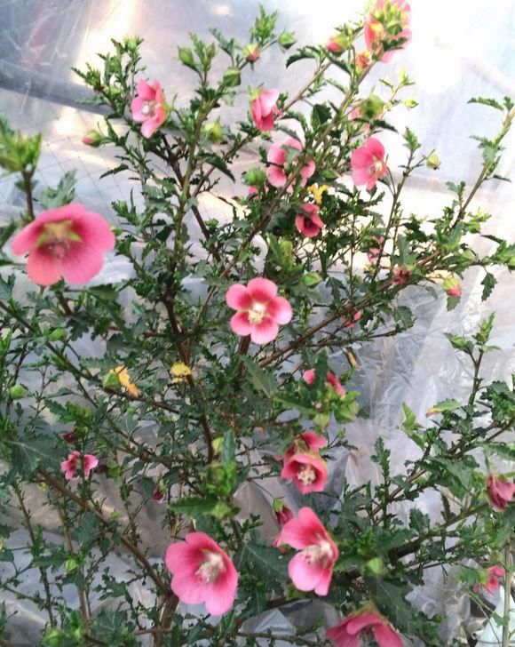  『停歇』开花劳模“小木槿”，学会这3步，花开不停歇，炼成“棒棒糖”