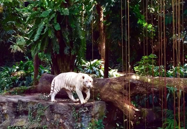 亚洲保存“最全面”的洞穴，就在吉隆坡，最著名的是暗洞和光洞！