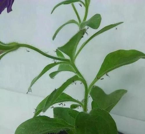  『药片』什么黄豆水、药片水都不如“2种灰”，杀菌灭虫肥效强，非常实用