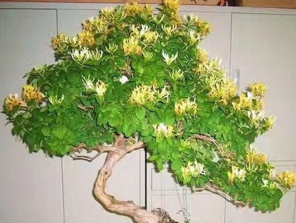  不想■不想买花就养这，随手扦插1个枝，10天发芽，能长成老桩，花芳香