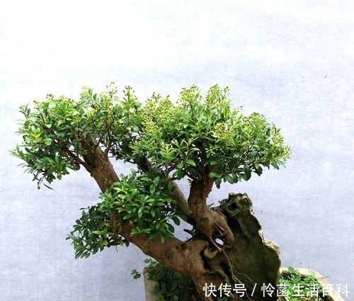 它珍贵稀少，果实可泡酒“祛风除湿”，若见到记得只采野果别挖根