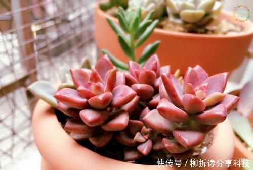  杀菌消毒：什么多菌灵都不如这种药水，养花生根快，还能延长花期