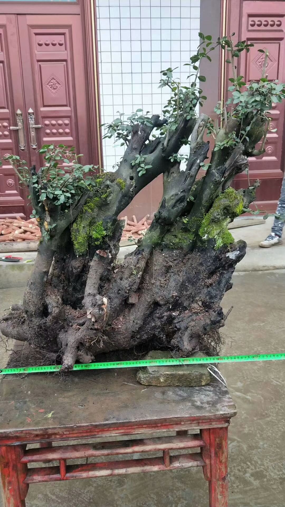 乡村中好玩好看的盆景和石头不少，有的不孬!