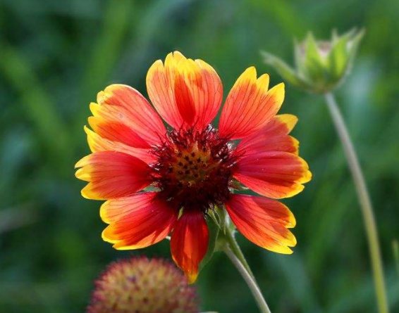  『烂漫』这些小菊花，放养在阳台，花姿卓越，开花爆成花海，烂漫迷人眼