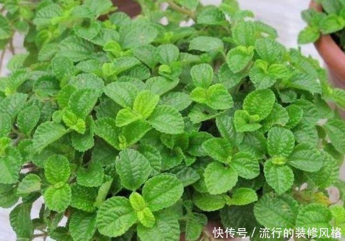  『家里』家里最适合4种花卉，好养易爆盆，关键空气好、病菌少