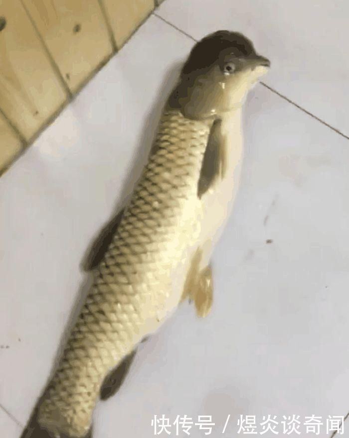 子河边钓上一条鱼, 认真一看蒙圈了,这是什么生