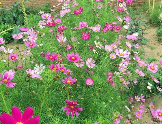  「越养越」夏天养花，3种花不能少，好养易活花量大，开花漂亮花期长，越养越喜欢