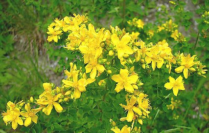  「除掉」这种野草被称为“千层楼”，价值珍贵请不要像除草一样