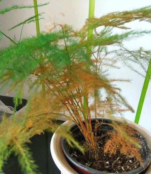 『小花』文竹害怕“3错”,避开后叶子翠绿,茂盛,开出小花