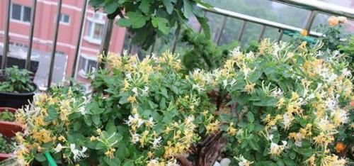 『日常』金银花日常养护,学会5点,花开满枝头,3年养成漂亮的老桩