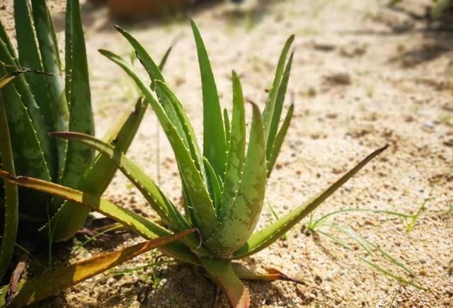  [控制]植物出现旺长时，都需要怎么控制比较好？
