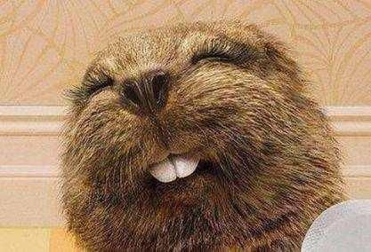 辟谣：揭露网传黑龙江30斤大老鼠的真相，其实是