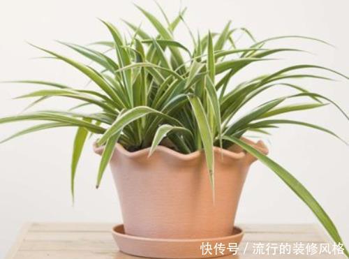  「灵性」在家多栽4种“灵性花卉”，颜值高寓意好，家里放1盆利于健康